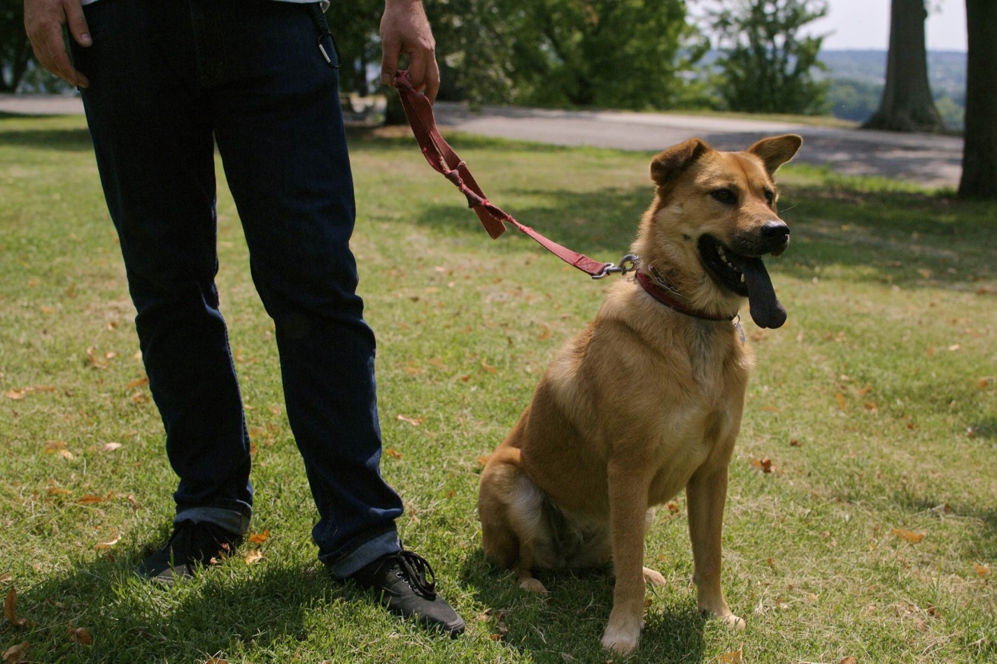 How using a harness is detrimental to walking your dog, dog training richmond va williamsburg va hampton roads