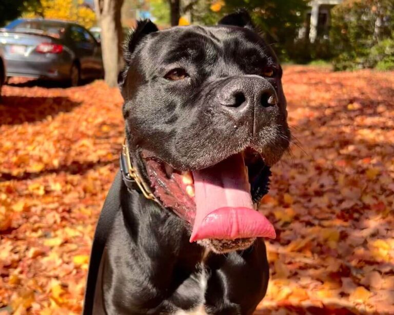 Expert Off Leash & Behavior Dog Training | Calm K9 Training