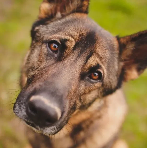 Dogs Understand Human Emotions